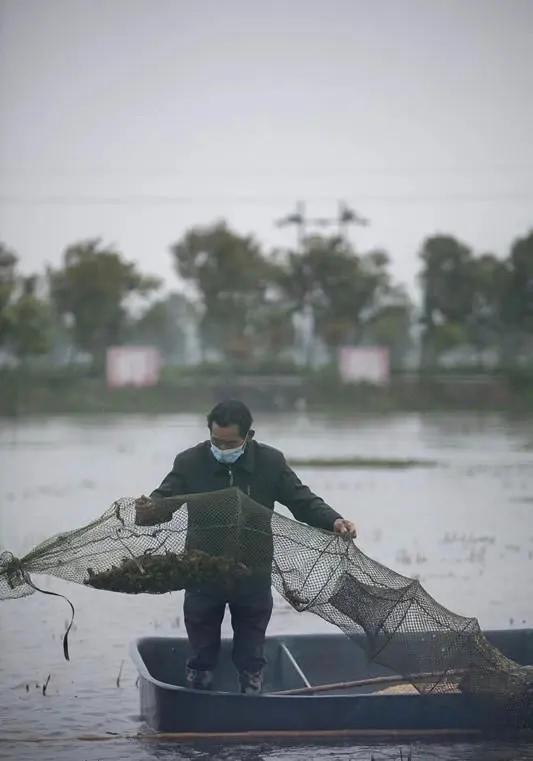 湖北小龍蝦