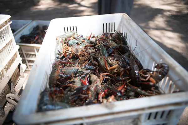 重慶有名清江野魚地址