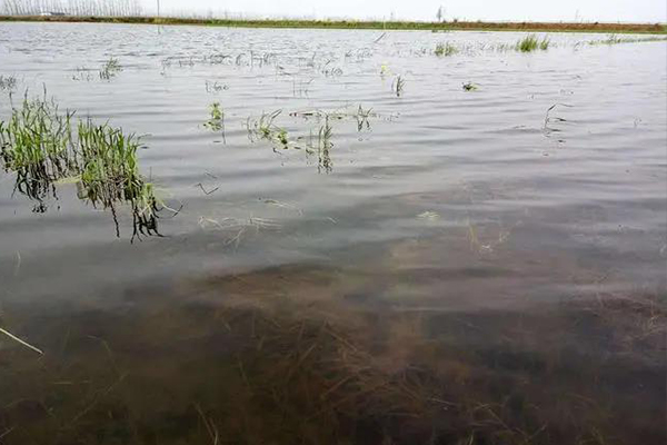 潛江有名清江野魚(yú)在哪