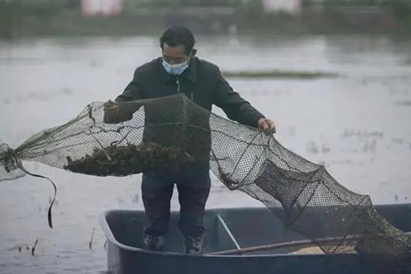 吉林特色清江野魚地址