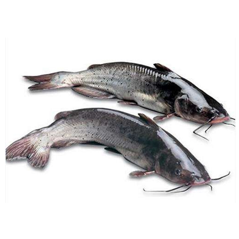 清江魚(yú)